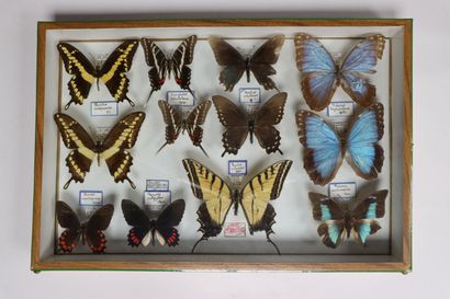 Rhopalocères exotiques Papilionidae et divers...