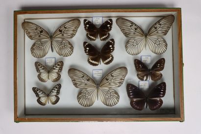 Rhopalocères exotiques Danaidae et divers...