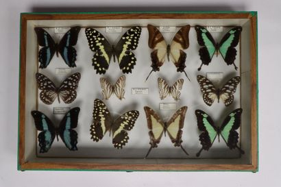 Rhopalocères exotiques Papilionidae et divers...