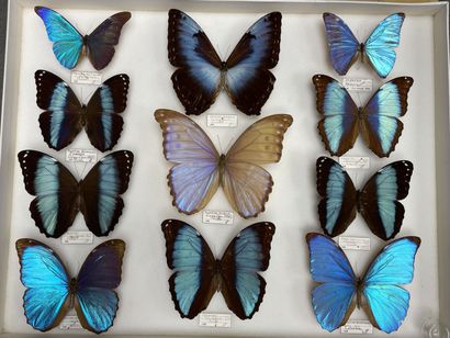 Morphos dont amathonte (m, Colombie), cisseis...