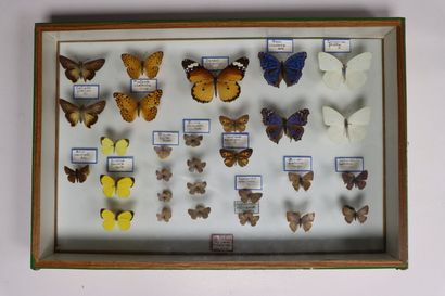 Rhopalocères exotiques Pieridae et divers...