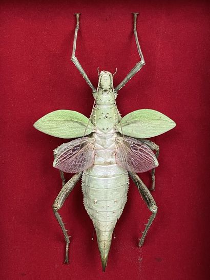 Entomologie: Heteropteryx Dilatata
Malaisie.
L:...