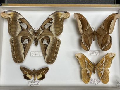Hétérocères exotiques dont Attacus atlas...