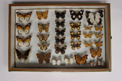 Rhopalocères exotiques Nymphalidae et divers
4...