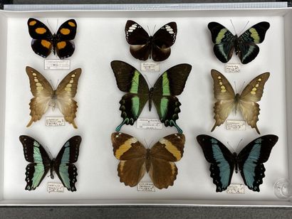 Rhopalocères asiatiques dont Graphium empedovana...