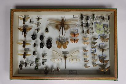 Insectes divers dont un Cerambycidae rare...