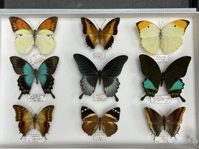 Rhopalocères asiatiques dont Papilio ulysses...