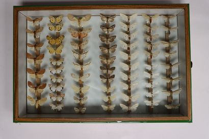 Hétérocères paléarctiques et exotiques dont...