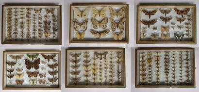Hétérocères paléarctiques et exotiques dont...