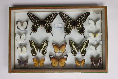 Rhopalocères exotiques Papilionidae et divers...