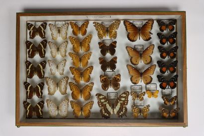 Rhopalocères exotiques Nymphalidae et divers
4...