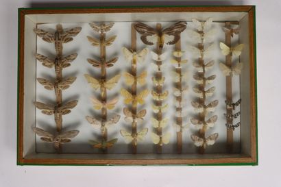 Hétérocères paléarctiques et exotiques dont...
