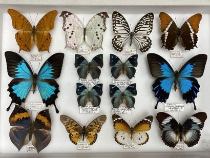 Rhopalocères asiatiques dont Papilio ulysses...