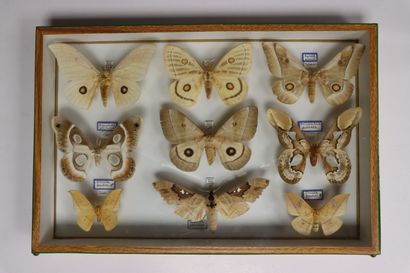 Hétérocères paléarctiques et exotiques dont...