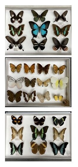 Rhopalocères asiatiques dont Graphium empedovana...