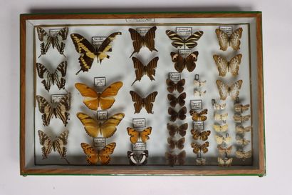 Rhopalocères exotiques divers. 
4 boites.
5...