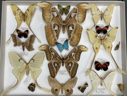 Hétérocères exotiques dont Attacus atlas...