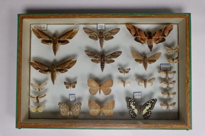 Hétérocères paléarctiques et exotiques dont...
