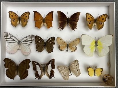Rhopalocères asiatiques dont Graphium empedovana...