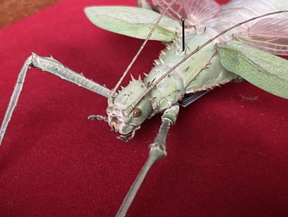 Entomologie: Heteropteryx Dilatata
Malaisie.
L:...