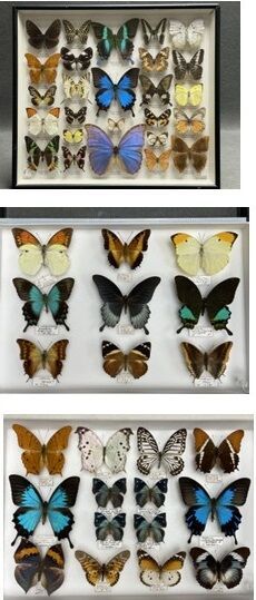 Rhopalocères asiatiques dont Papilio ulysses...