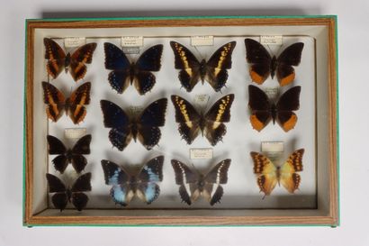 Rhopalocères exotiques Nymphalidae et divers
4...