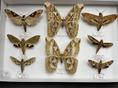 Hétérocères exotiques dont Attacus atlas...