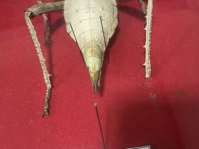 Entomologie: Heteropteryx Dilatata
Malaisie.
L:...