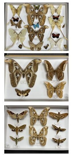 Hétérocères exotiques dont Attacus atlas...