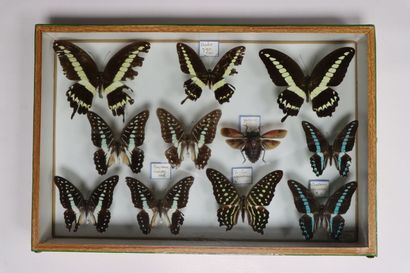 Rhopalocères exotiques Papilionidae et divers...