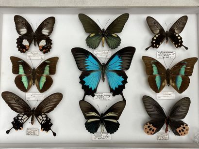 Rhopalocères asiatiques dont Graphium empedovana...
