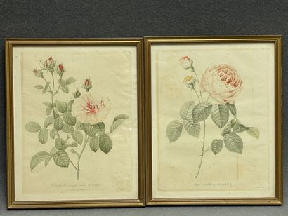 REDOUTE d'après 
La rose adelaide et cent...