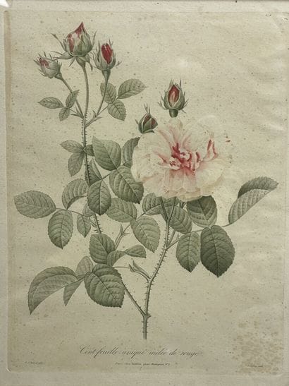REDOUTE d'après 
La rose adelaide et cent...