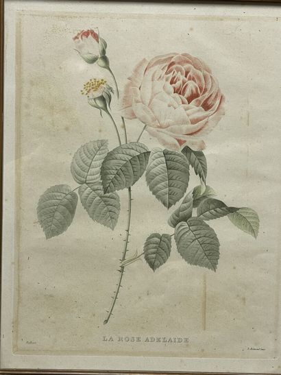 REDOUTE d'après 
La rose adelaide et cent...