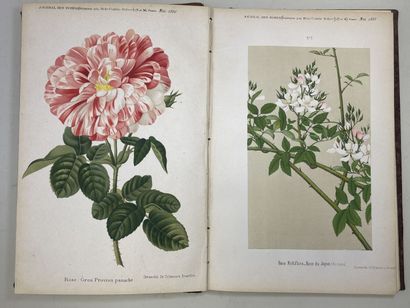 ROSES. - Journal des roses (Rosa inter flores)....