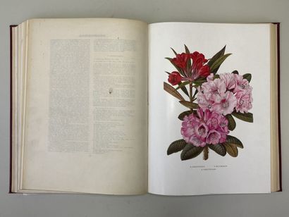 MILLAIS, John Guille. - Rhododendrons (first...