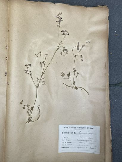 Important herbier de 1923. 
13 x 47 x 30...