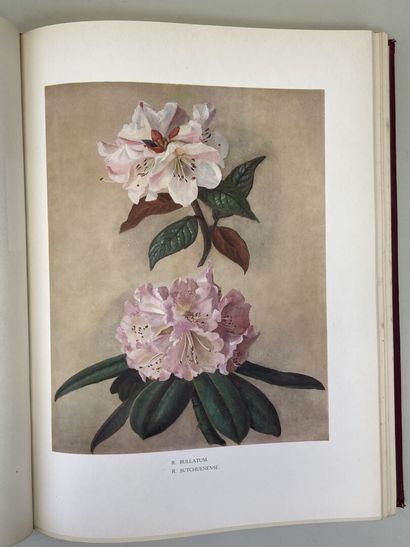 MILLAIS, John Guille. - Rhododendrons (first...