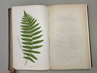 LOWE, Edward Joseph. - Ferns : British and...