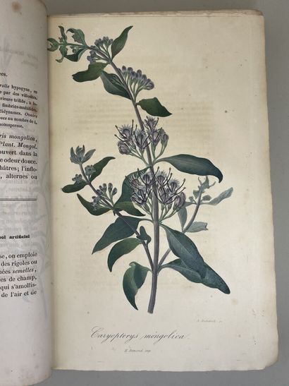 LEMAIRE, Charles. - L'Horticulteur Universel,...