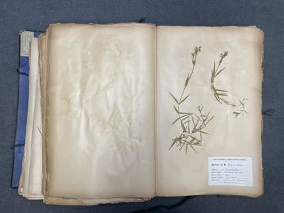 Important herbier de 1923. 
13 x 47 x 30...