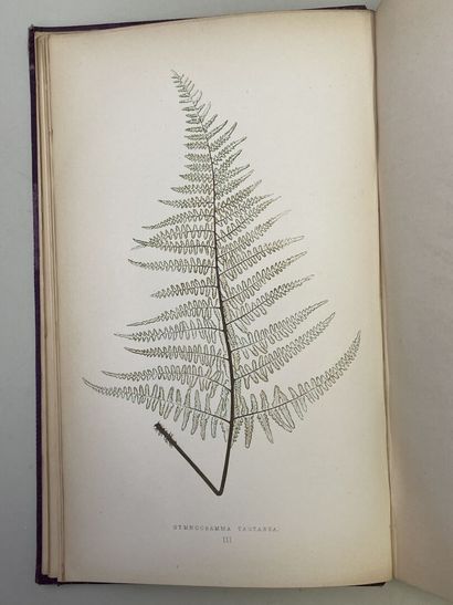 LOWE, Edward Joseph. - Ferns : British and...