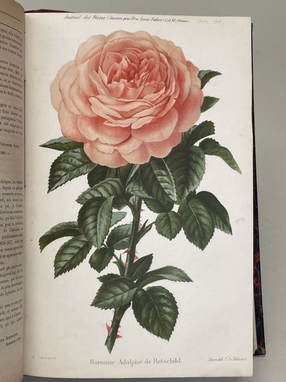 ROSES. - Journal des roses (Rosa inter flores)....