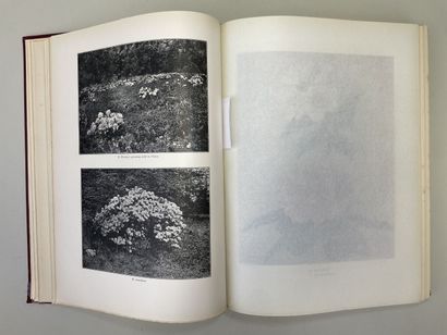 MILLAIS, John Guille. - Rhododendrons (first...