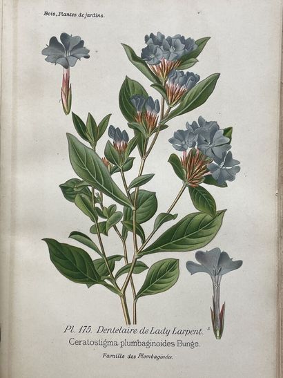 D. BOIS
Atlas des plantes de jardins et d'appartements...