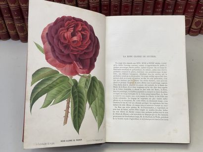 Revue de l'Horticulture belge et étrangère...