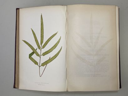 LOWE, Edward Joseph. - Ferns : British and...