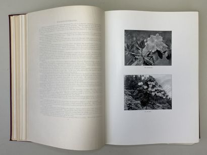 MILLAIS, John Guille. - Rhododendrons (first...