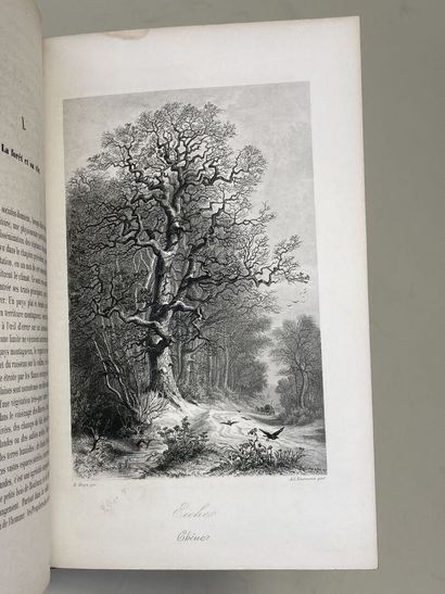 SCHACHT, Dr. Hermann. - Les Arbres. Etudes...