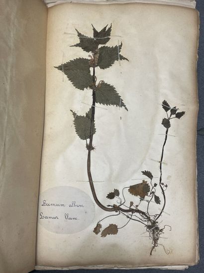 Important herbier de 1923. 
13 x 47 x 30...
